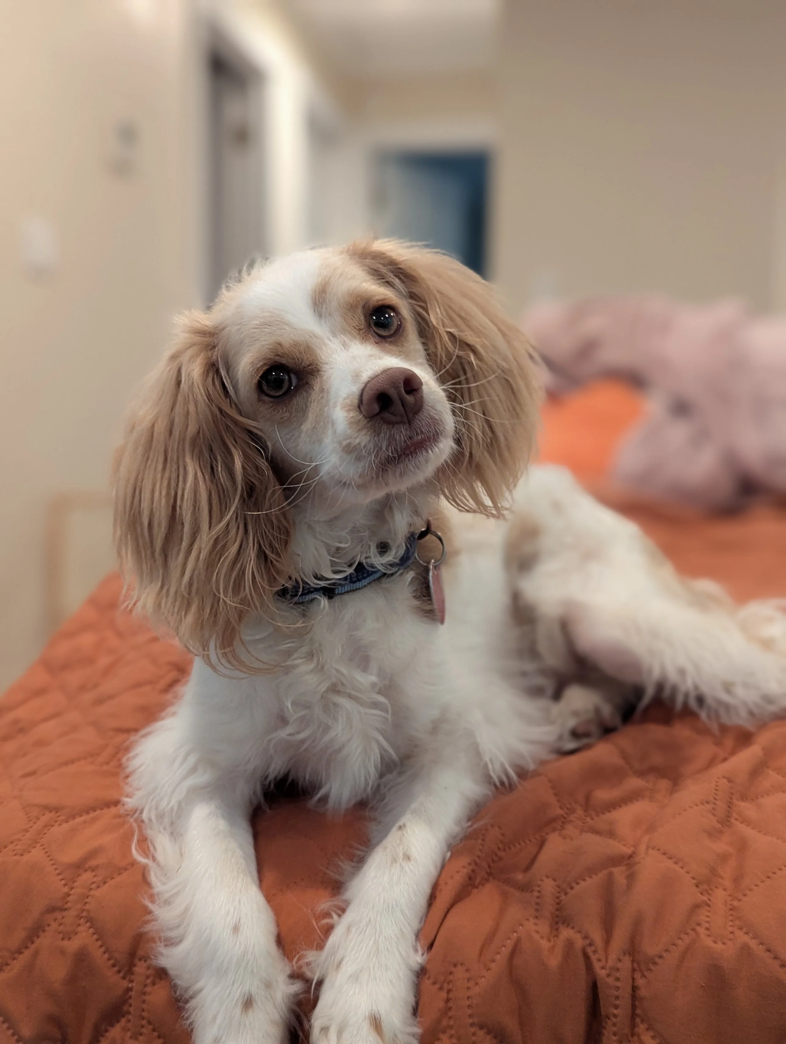 Leo