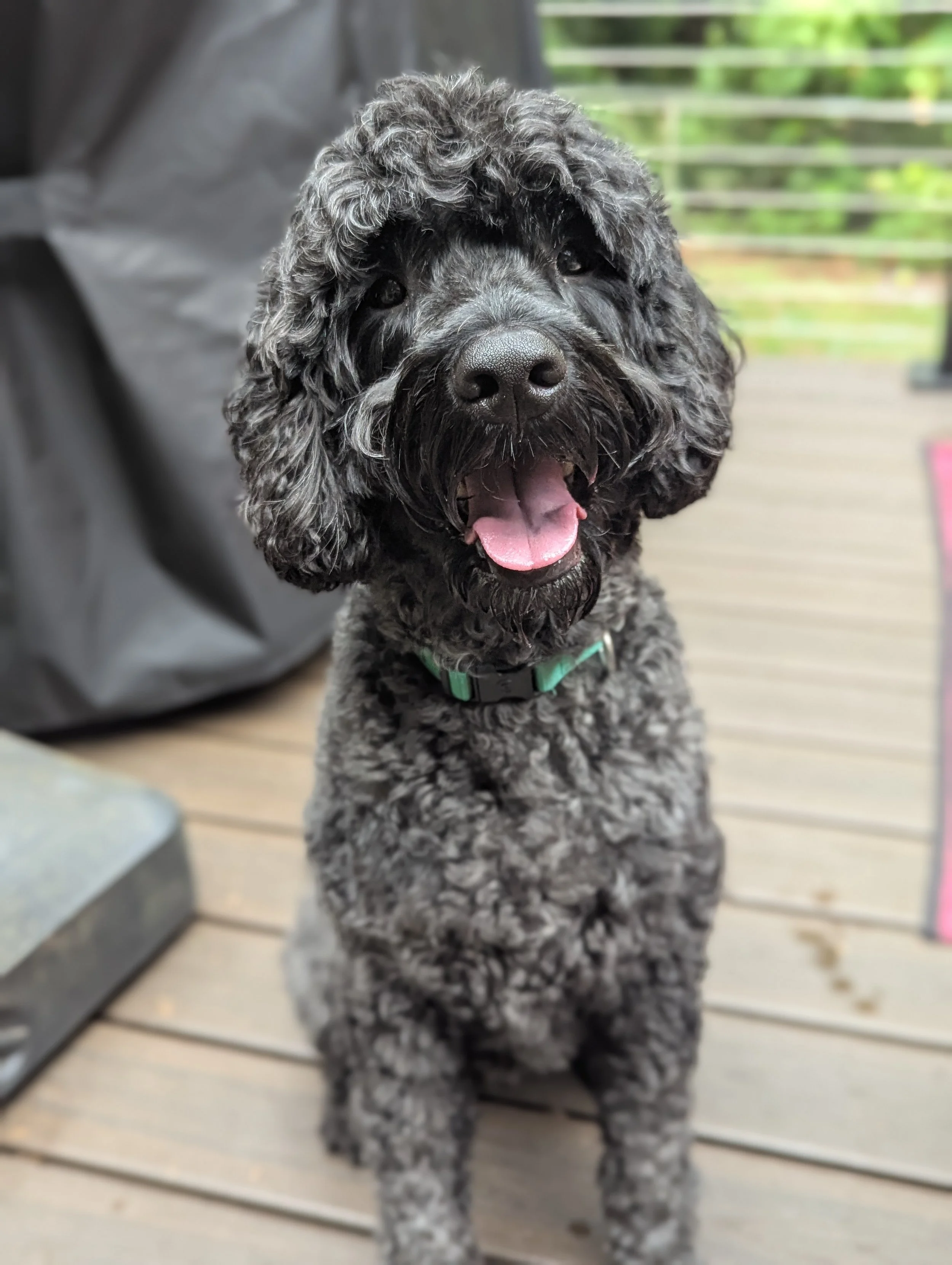 Gus Gus