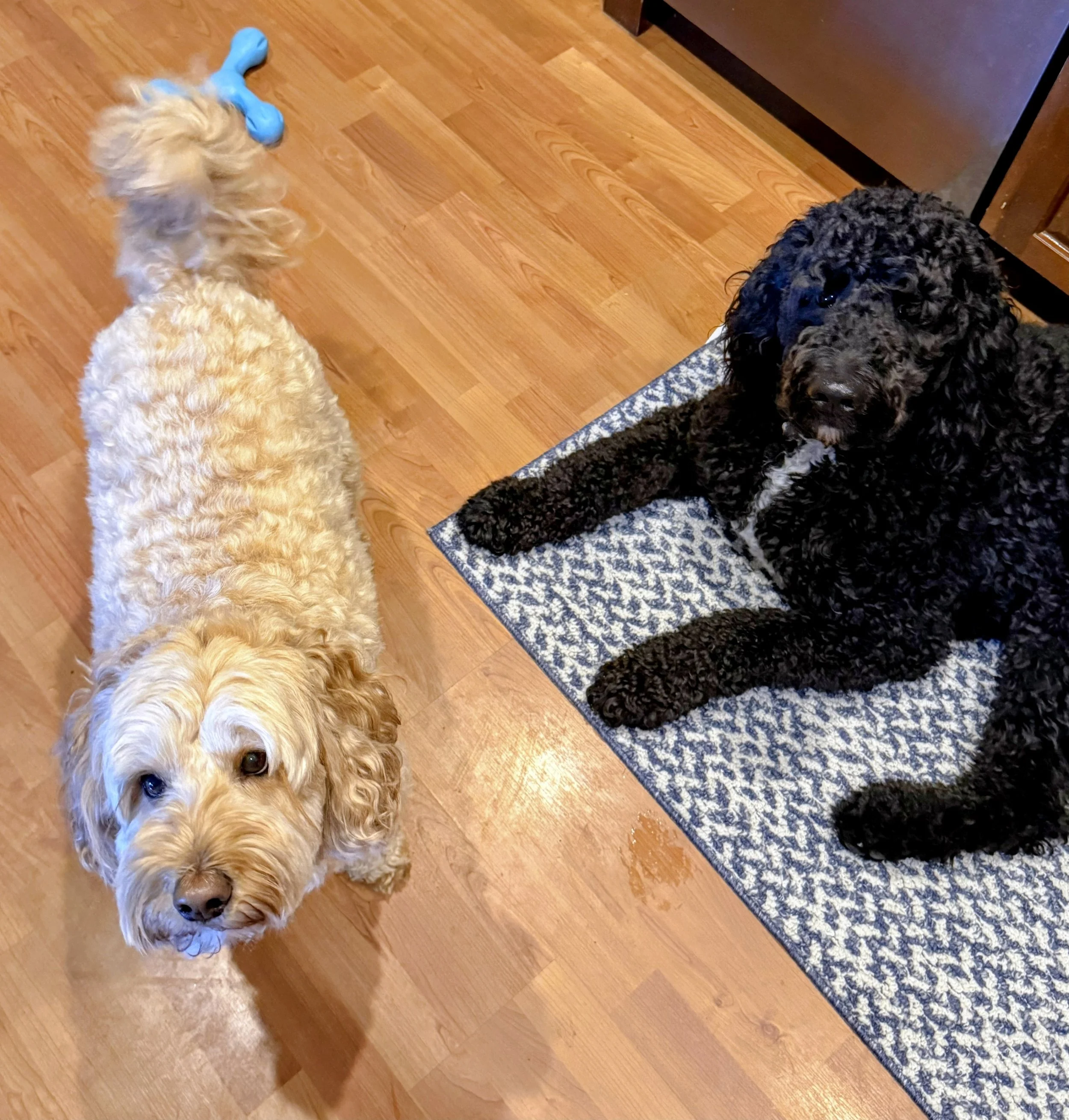 Finn & Ollie