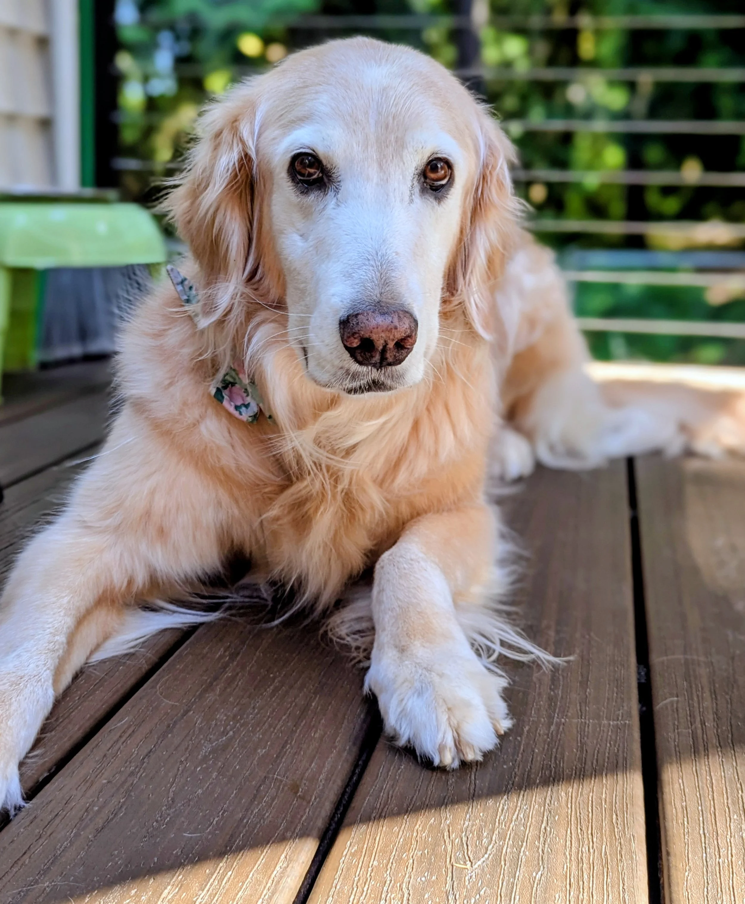 Rye