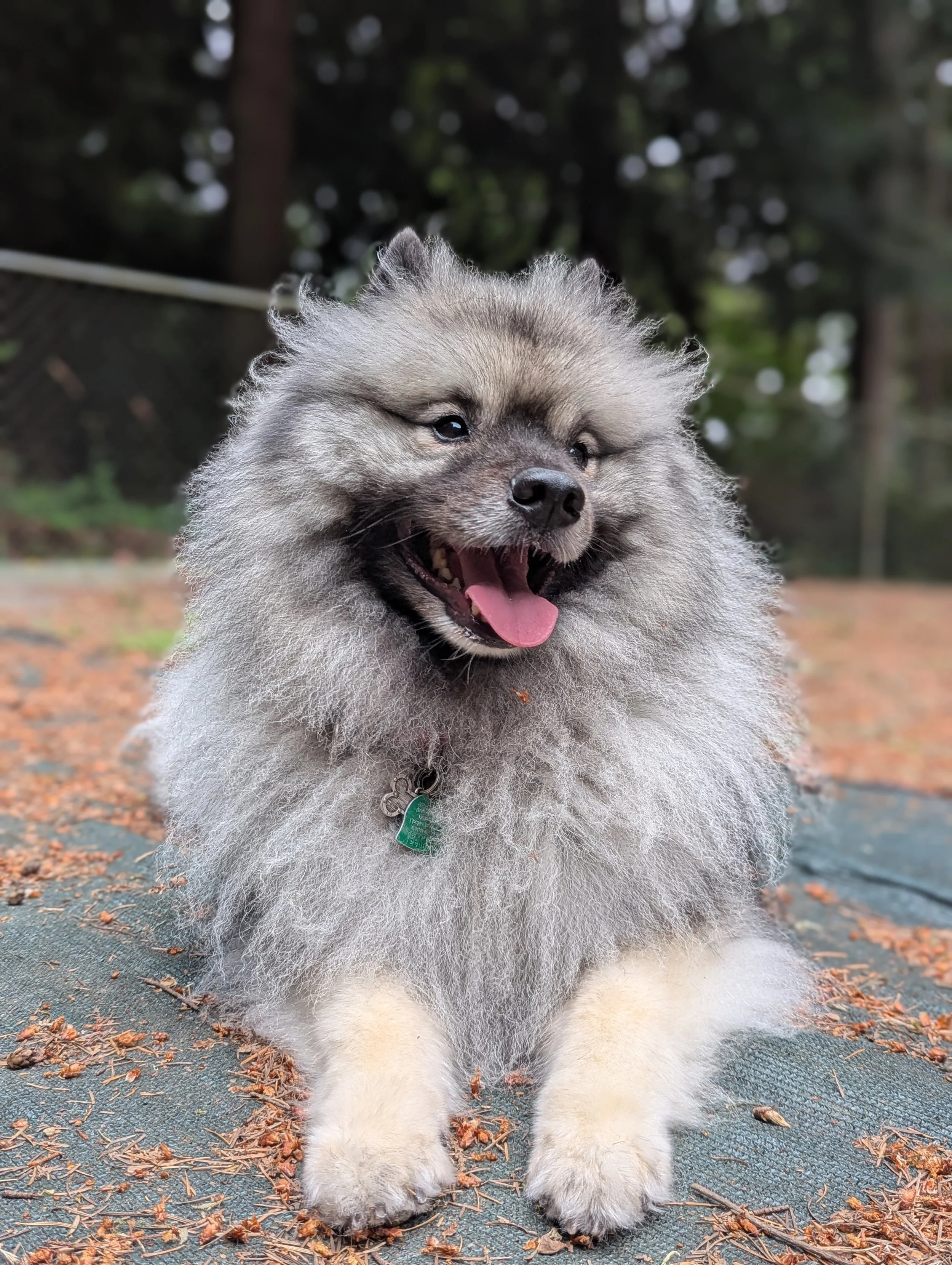 Kodiak