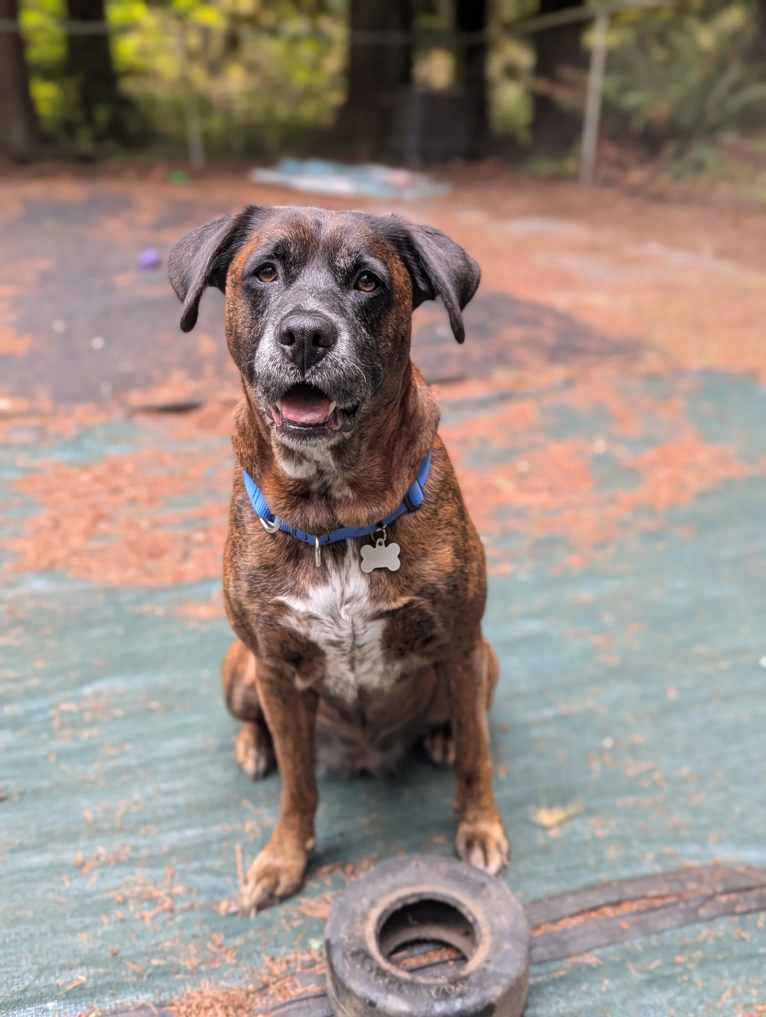 Bonnie