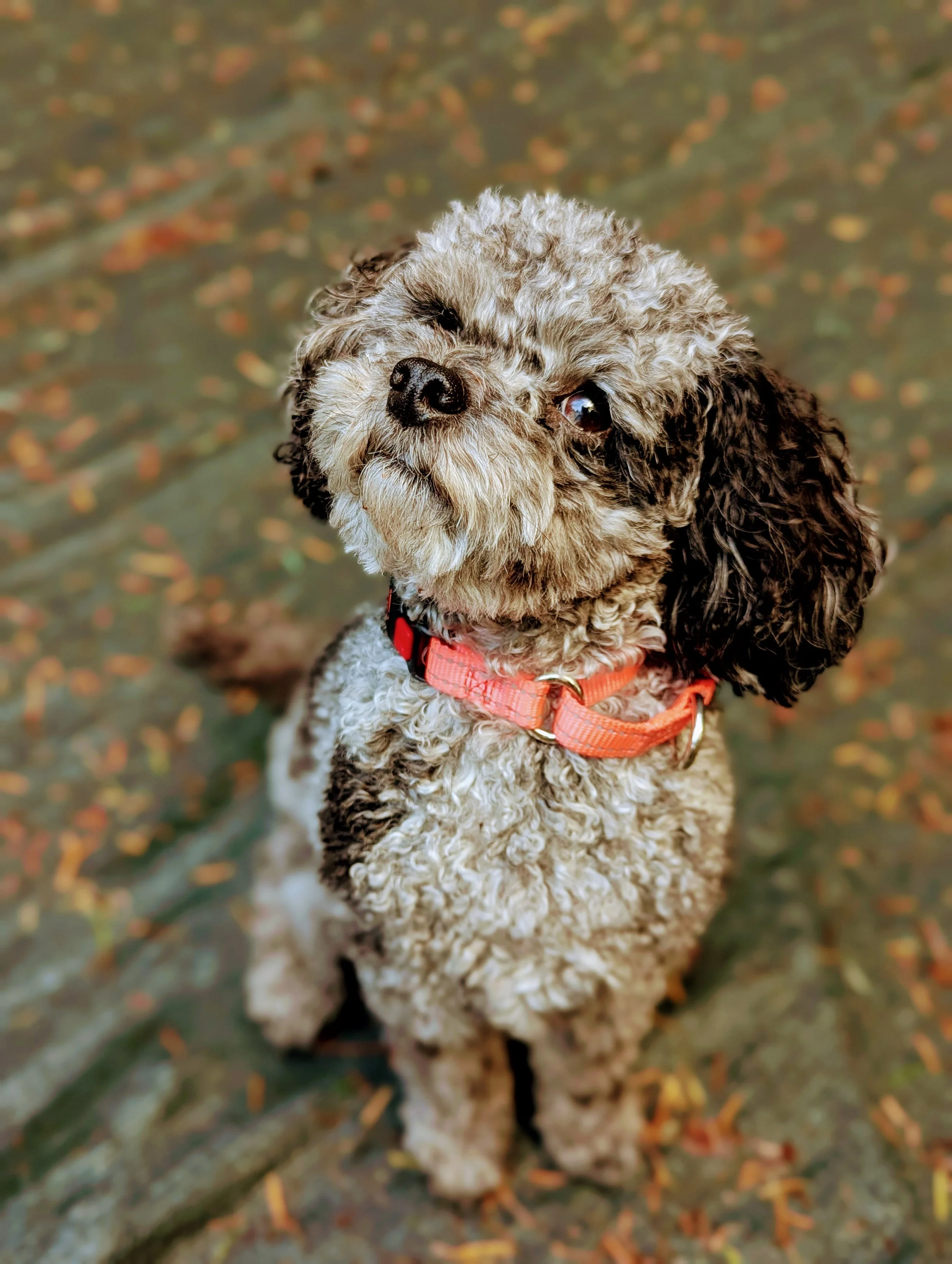 Hazel 