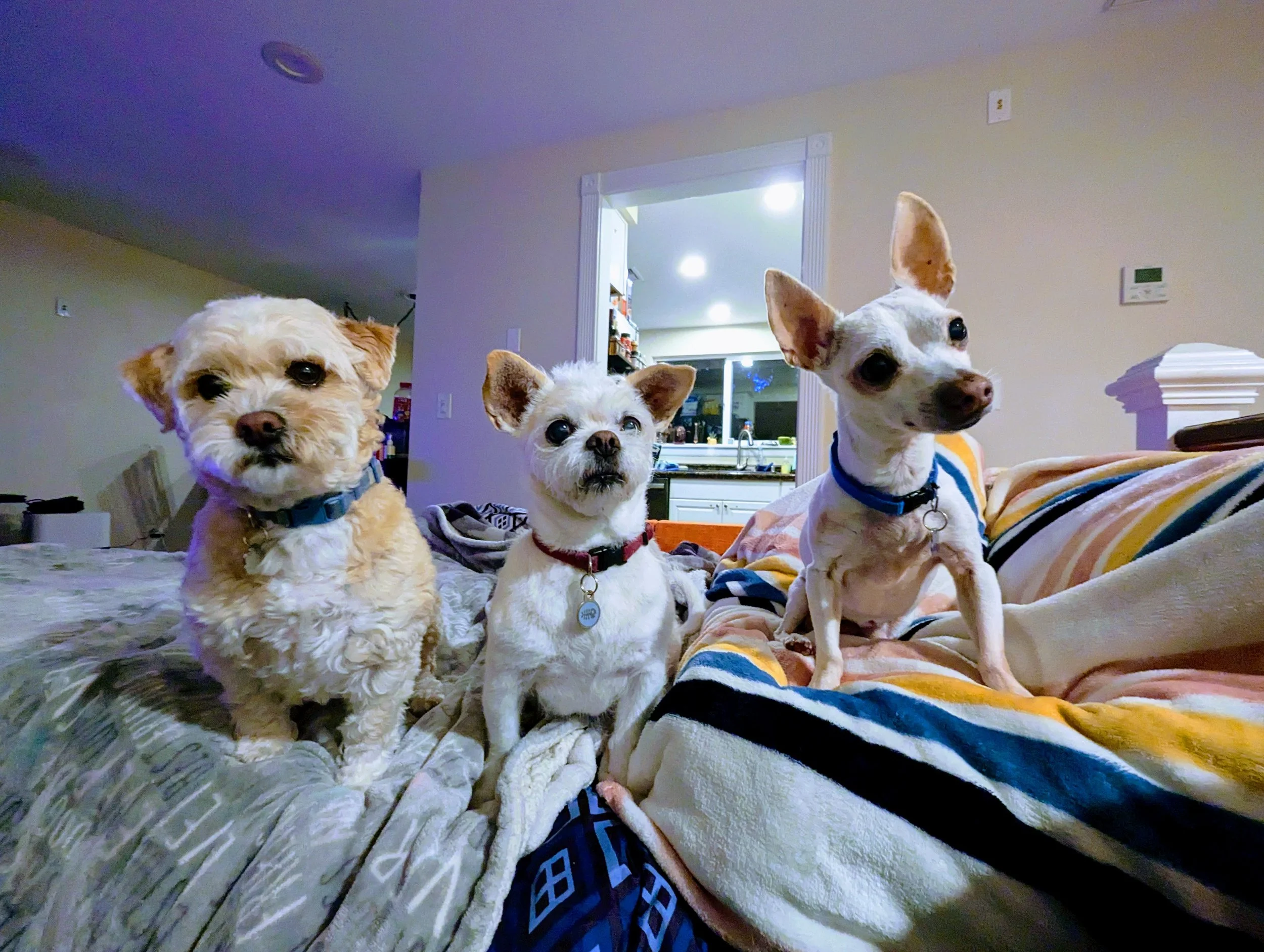 Wyatt,Trudie & Otto.jpg