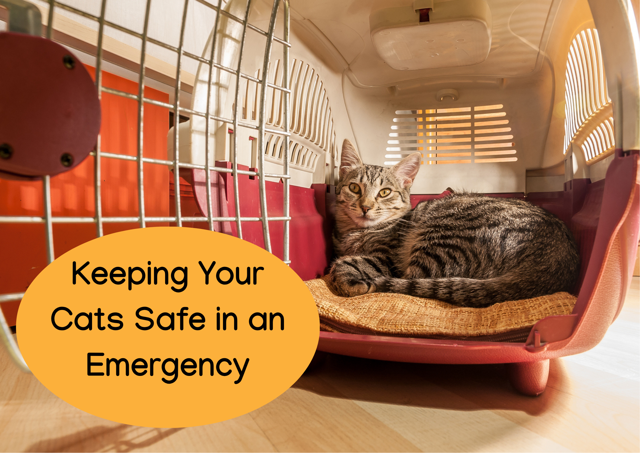 Keeping Your Cats Safe in an Emergency.