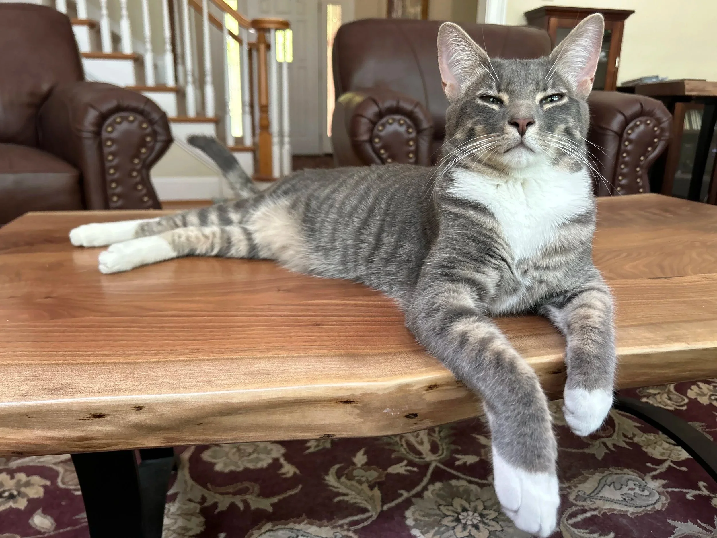 Gray Tabby kitten Buzby relaxing on the coffee table in his Asheville NC home.