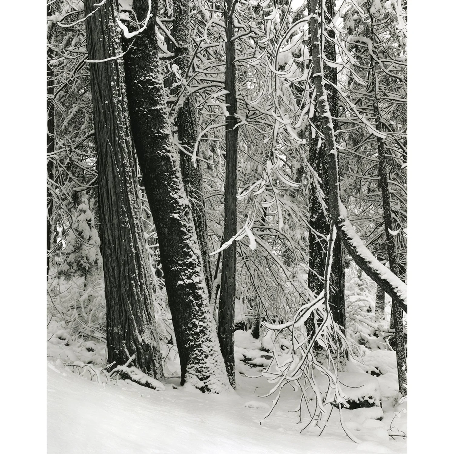 yosemite_snow_rt_cc_nbc_1500x1500.jpg
