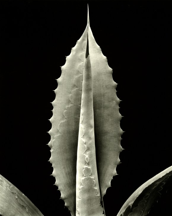 a_pachycentra_580x730.jpg