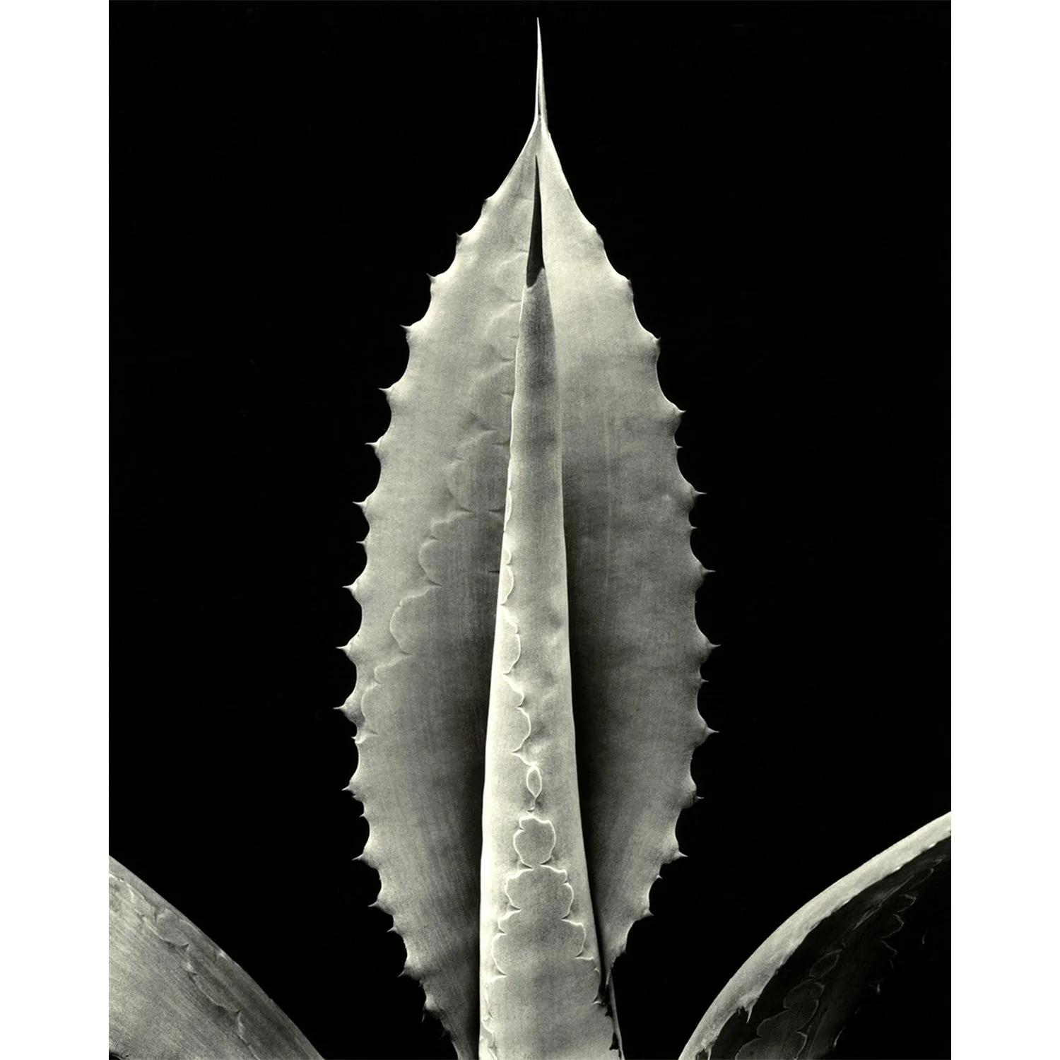 a_pachycentra_rt_cc_nbc_1500x1500.jpg