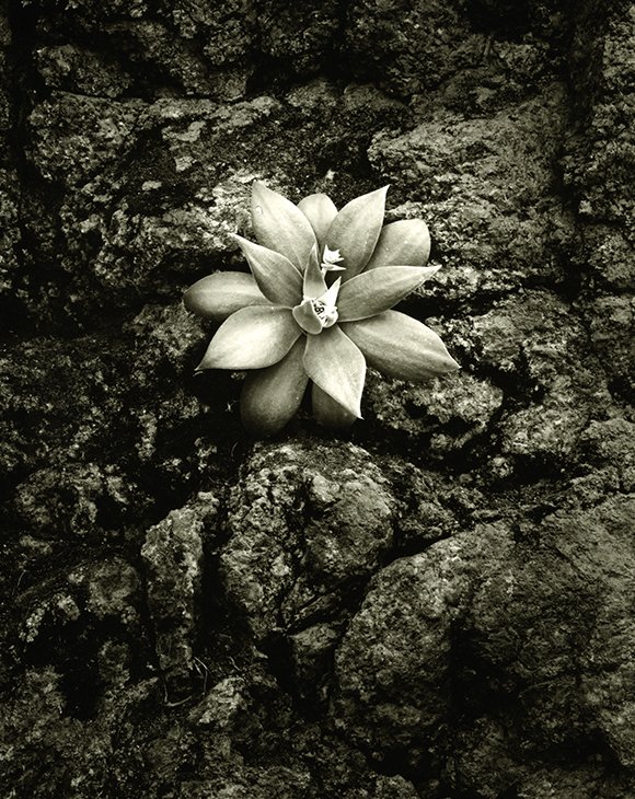 dudleya_pulverulenta_580x730.jpg