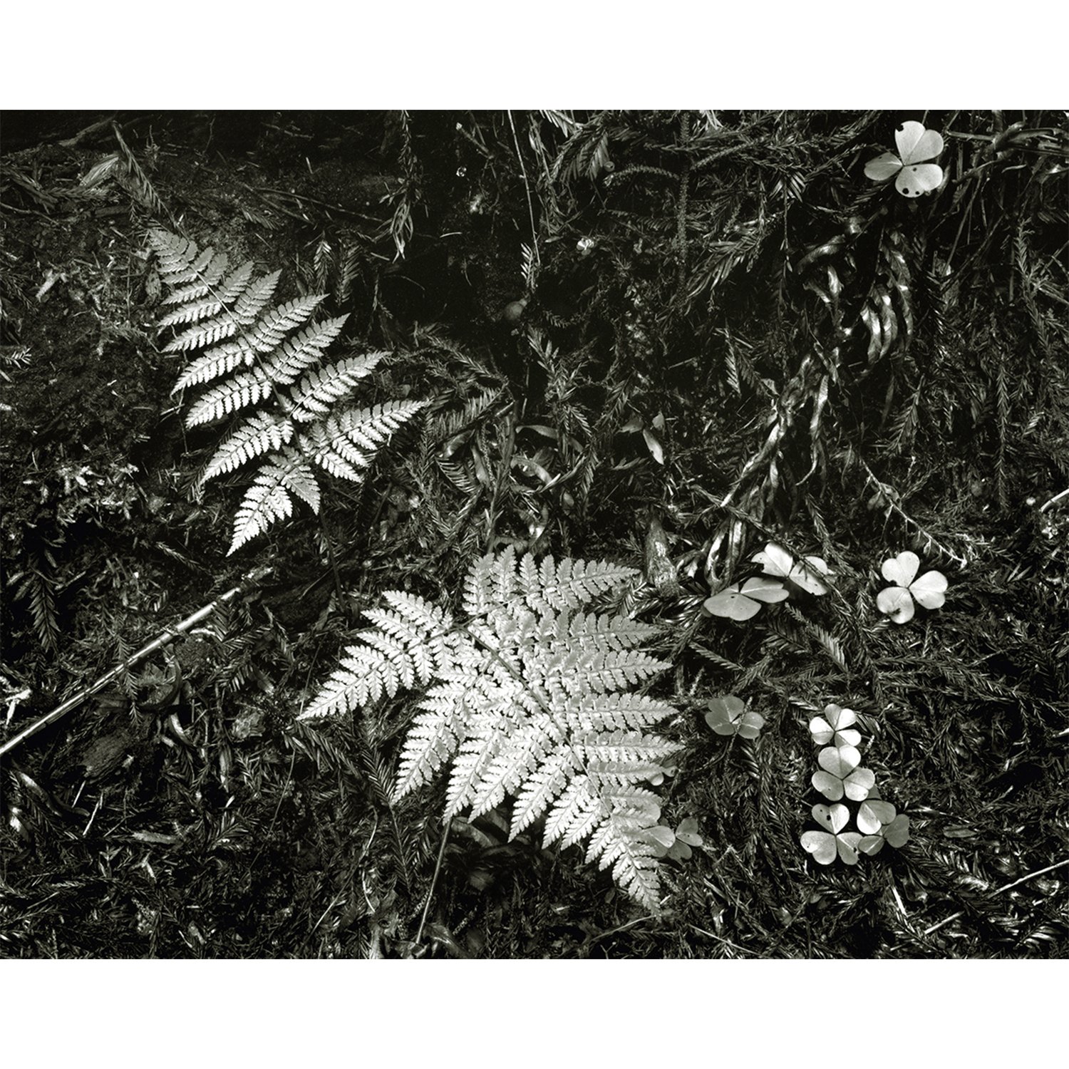 fern_study_rt_cc_nbc_1500x1500.jpg