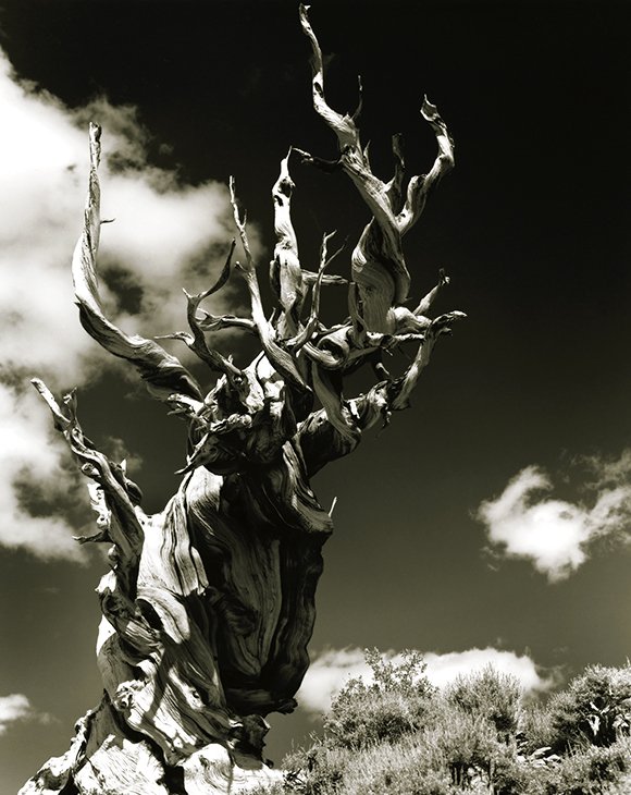 bristlecone_580x730.jpg