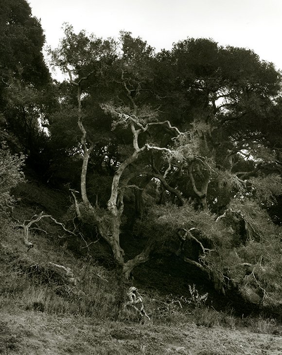 Oak Tree, Lompoc, CA, 2005