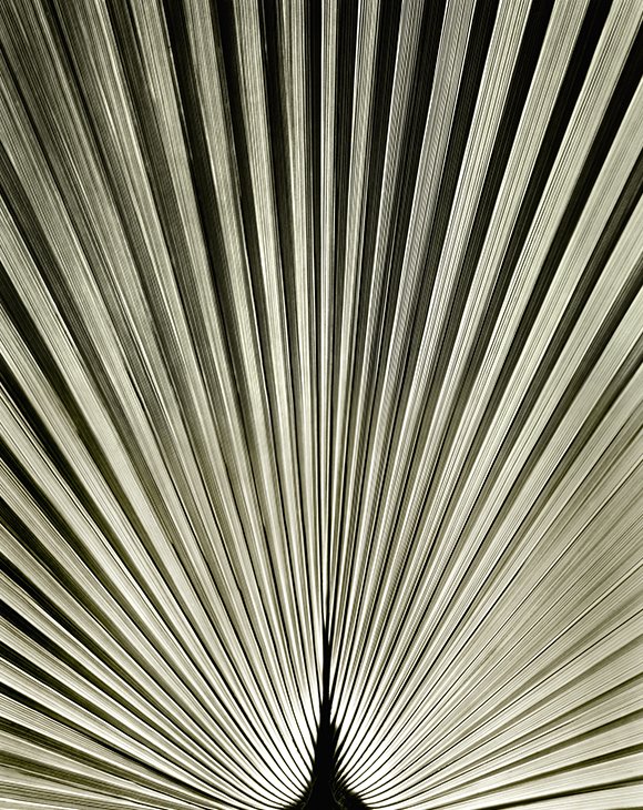 palm_leaf_580x730.jpg