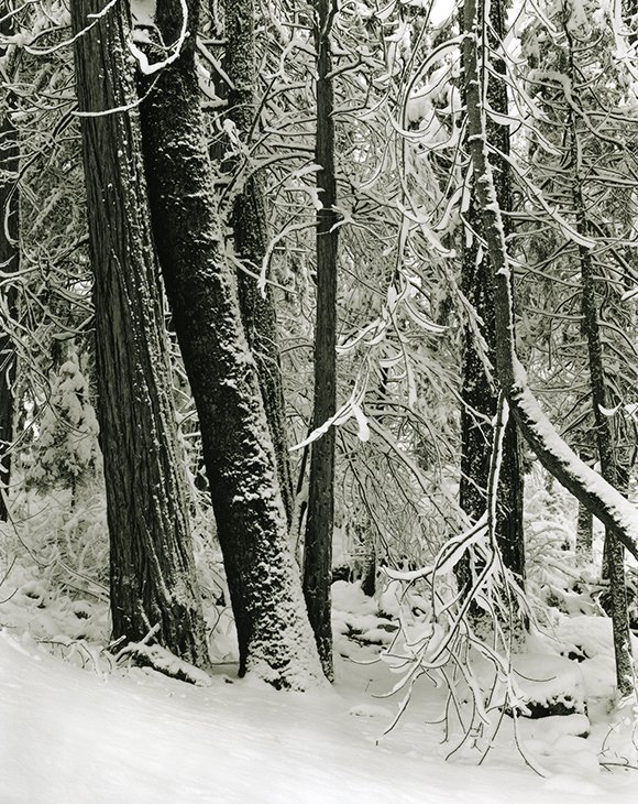 winter_trees_580x730.jpg