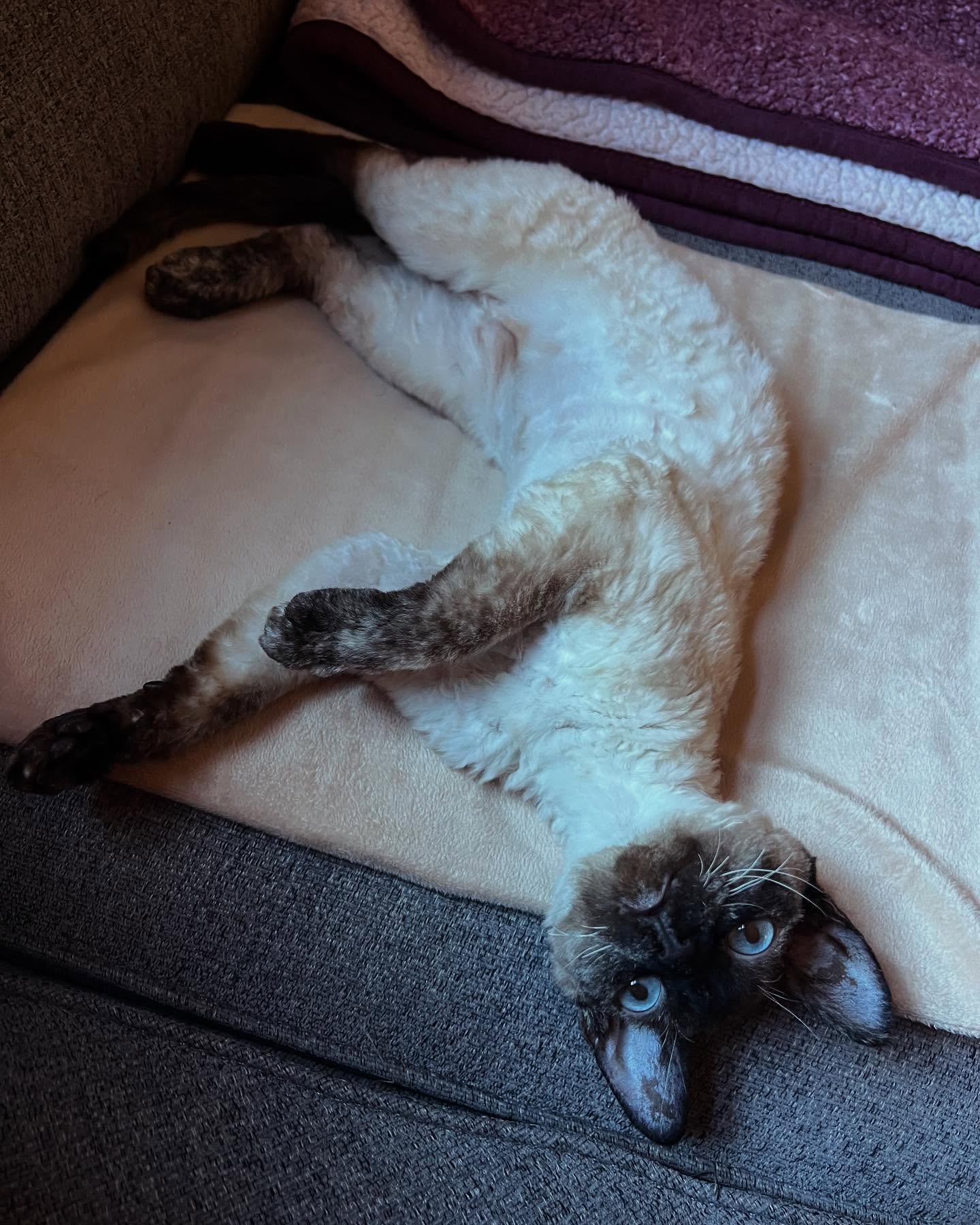 Meet Luna! Named after Luna Lovegood, she is sweet as sweet can be. #devonrex
