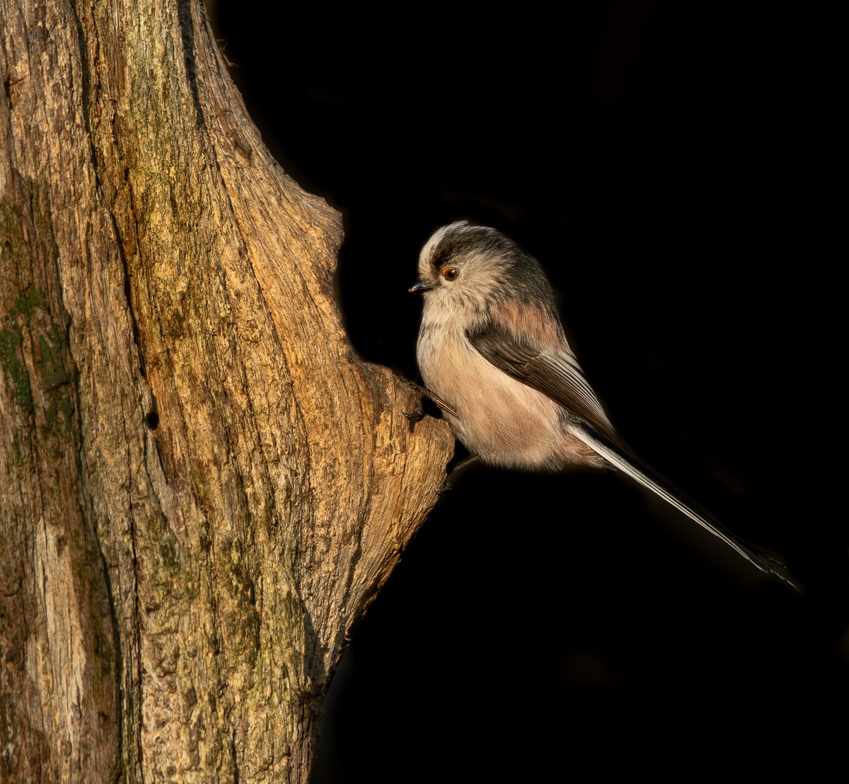 Long tailed tit