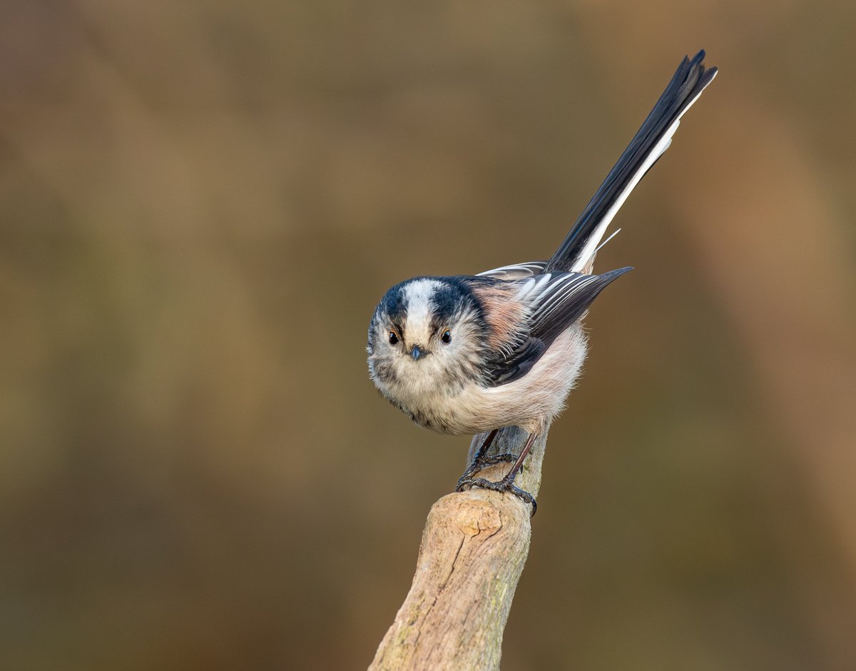 Long tailed tit