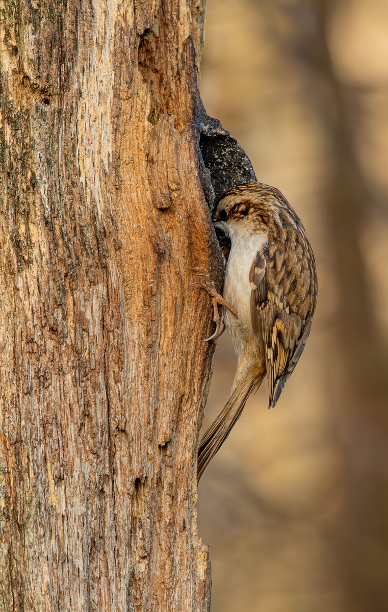 Tree creeper
