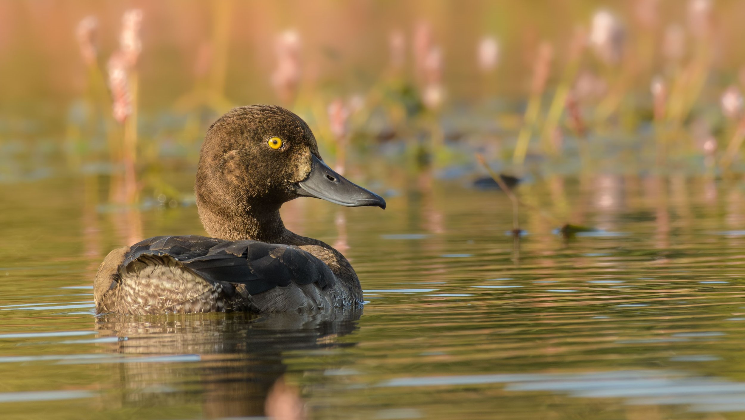 Tufted duck