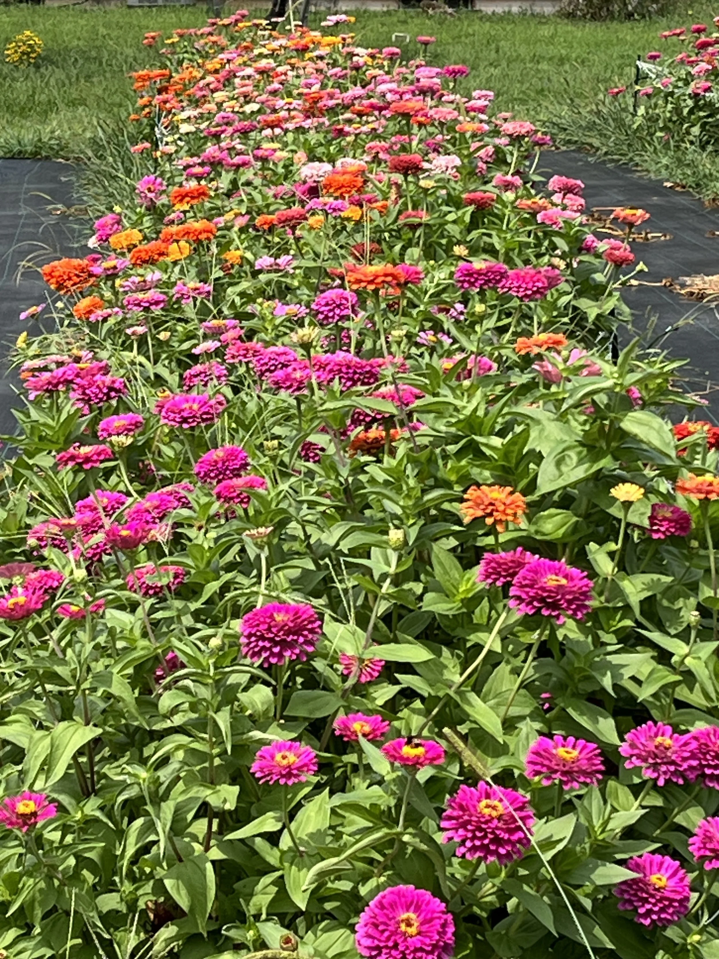 Flower U-Cut Experience at Compass Prairie Art Farm E-gift certificate $25-$200 ($25 per U-pick bouquet)