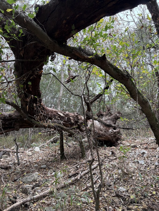 purgatory tree.png