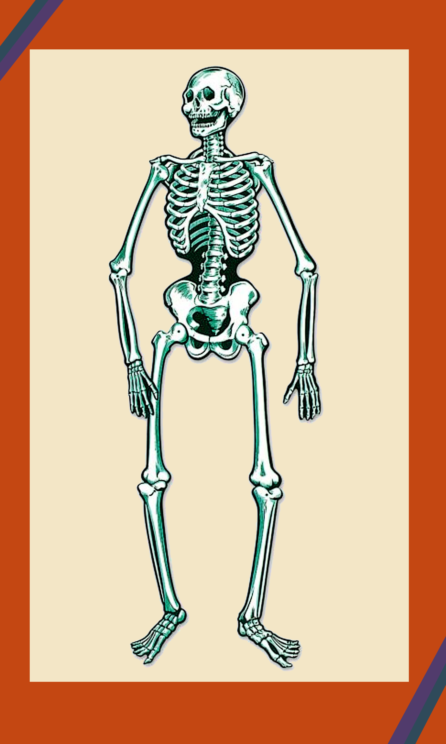 Jointed Skeleton