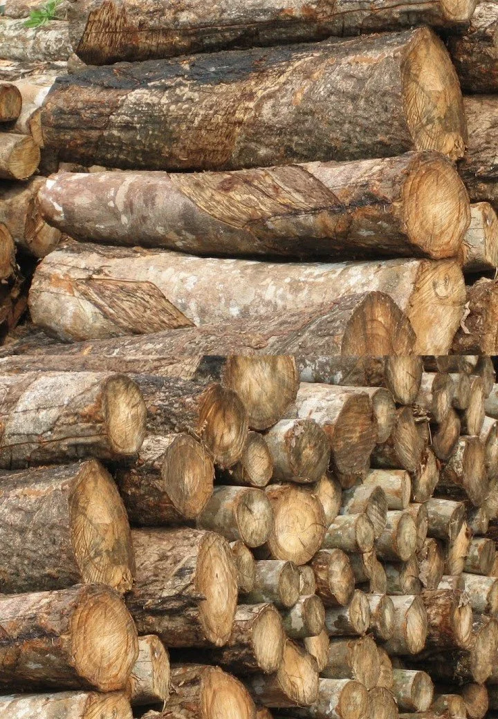 rubber log.jpg