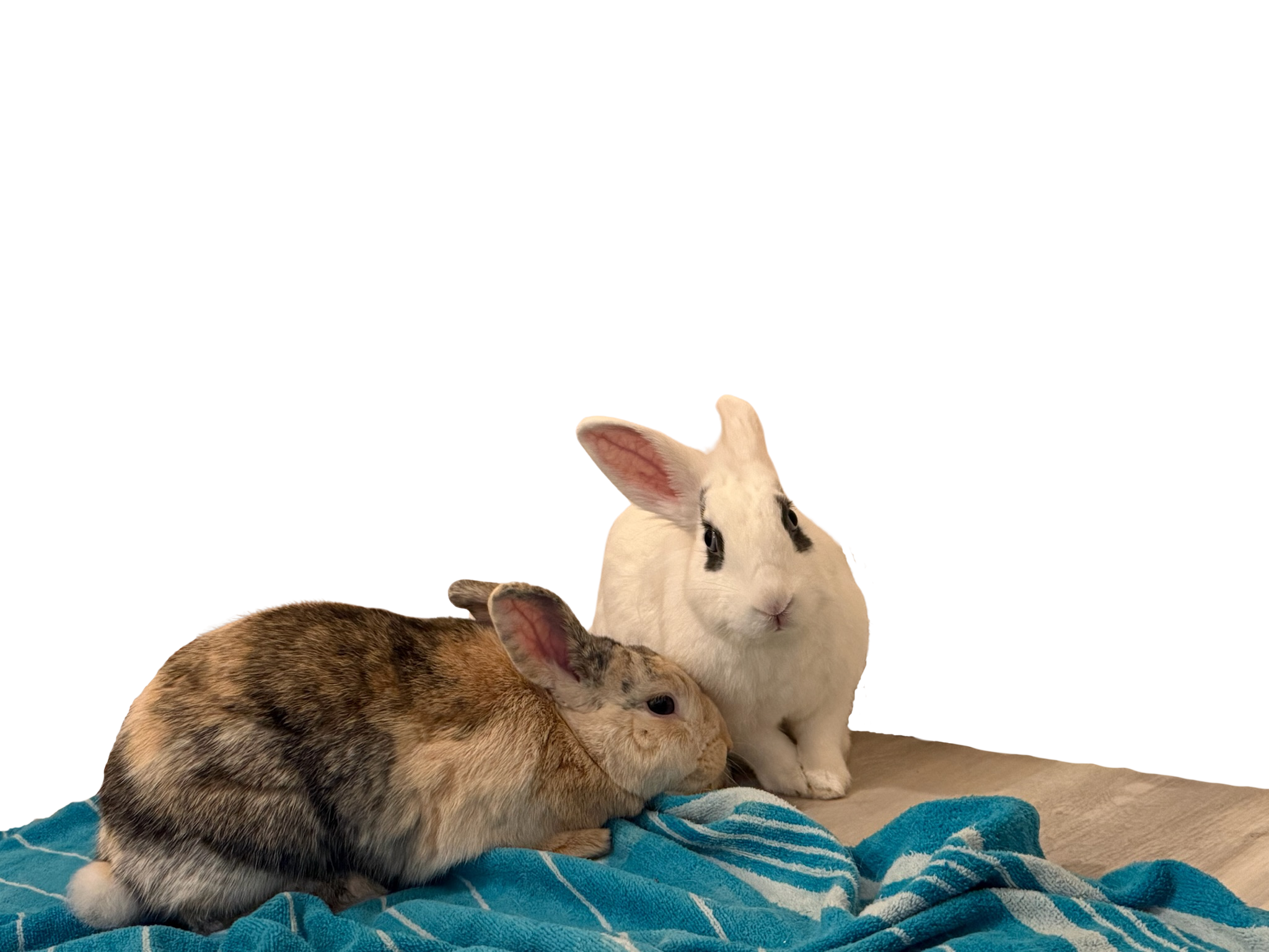 The Real Bunnies Grout & Mortar from the children's book series "The Adventures of Grout and Mortar"