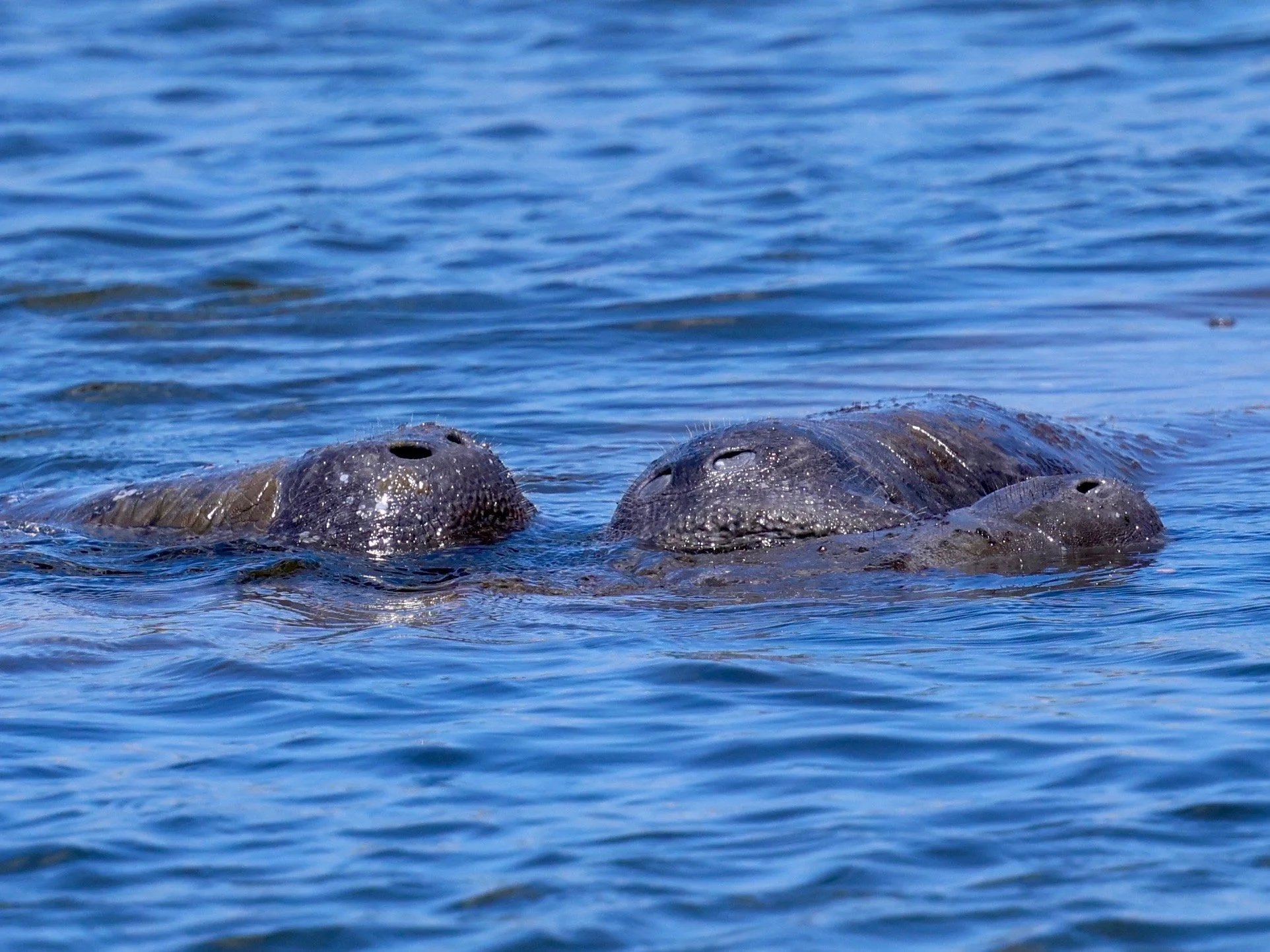 Guided Manatee Watching
