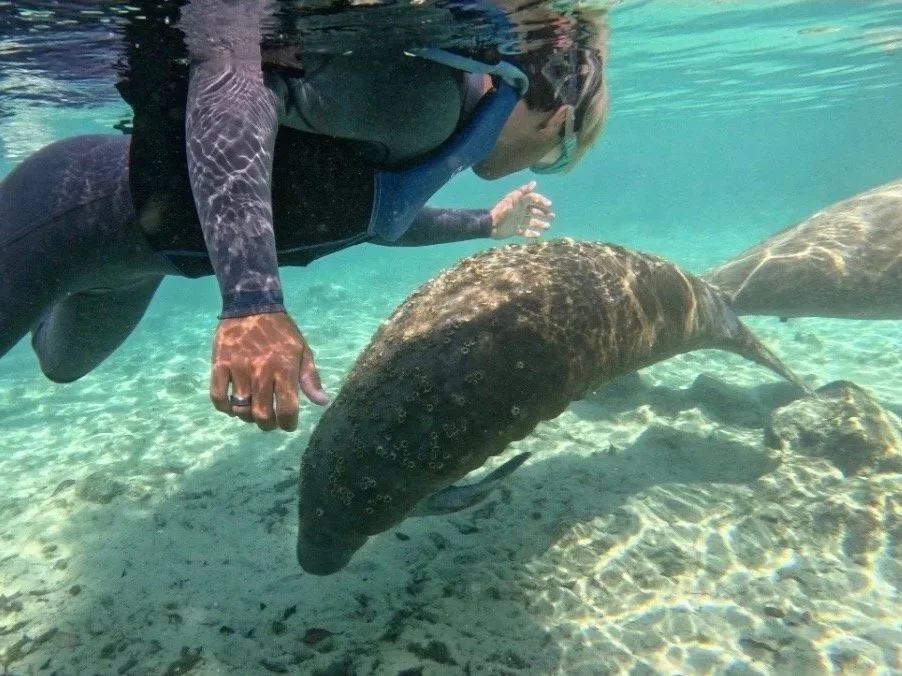 Guided Swimming with Manatees in Crystal River