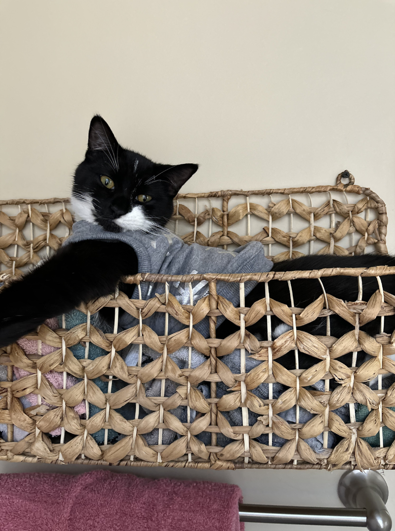 A black and white cat lying in a woven basket, wearing a gray shirt.