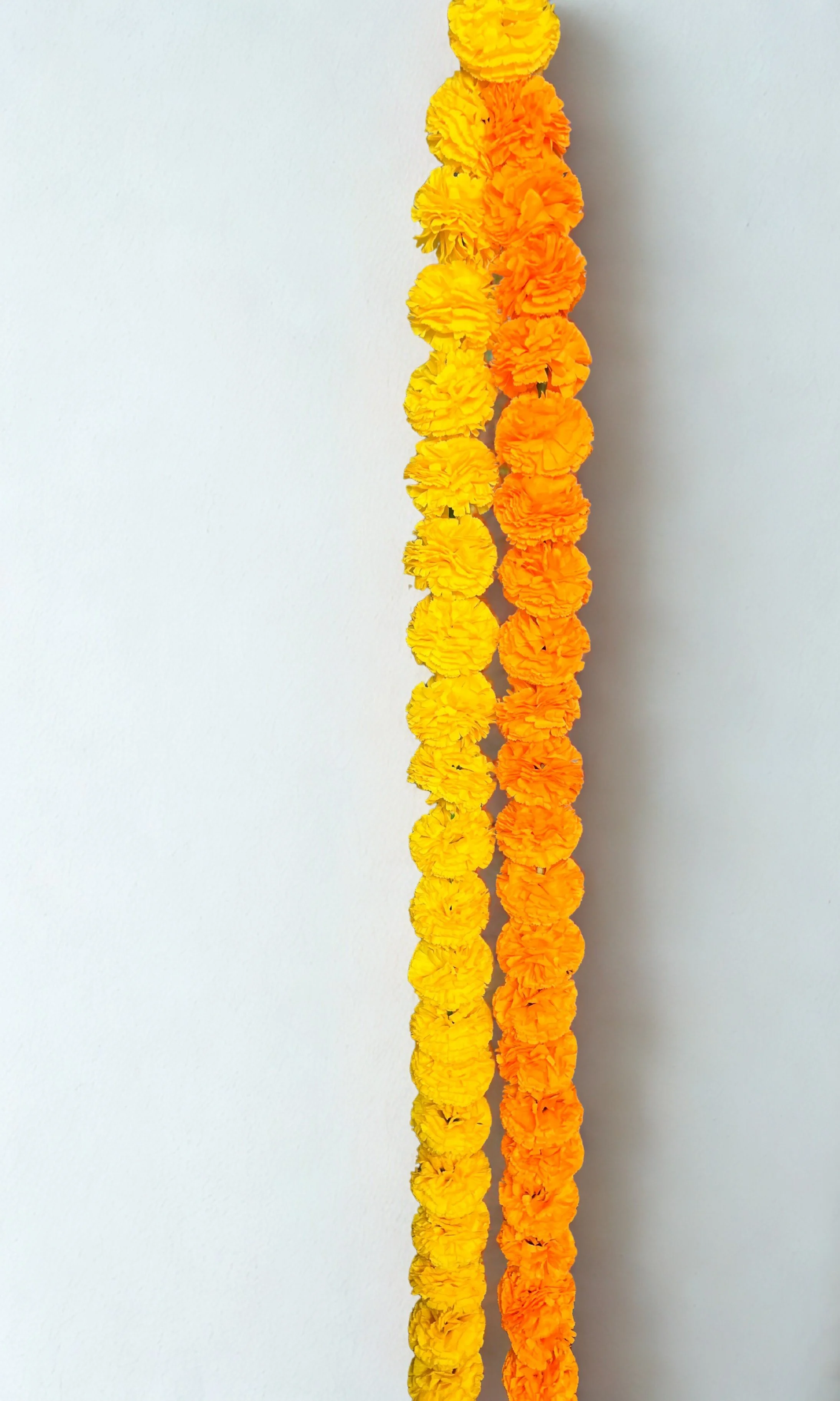 5ft Garlands
Orange Quantity: 24
Yellow 12 Quantity: 12