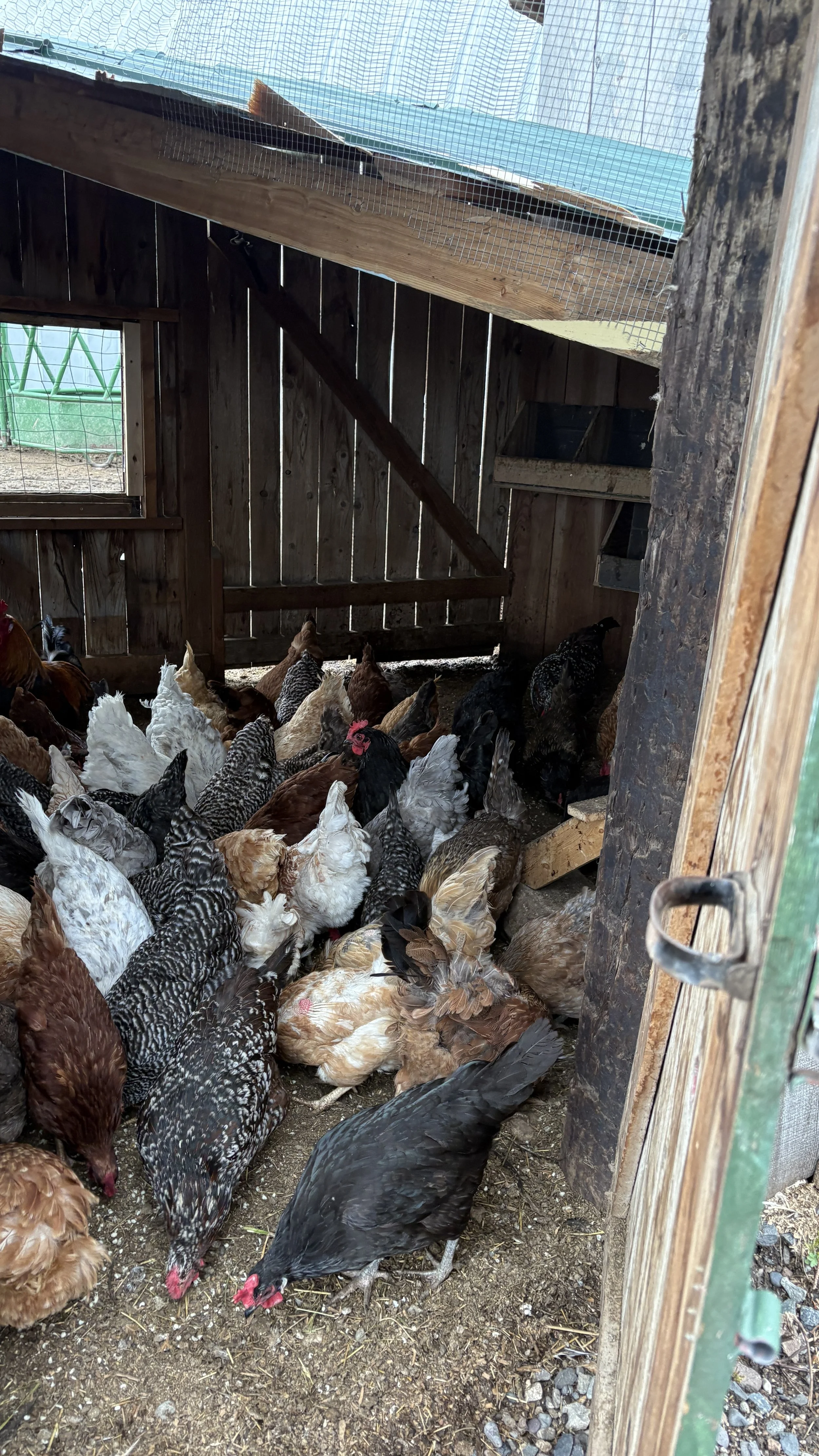 dollyflock chickens