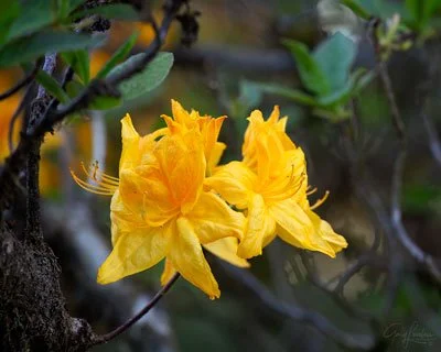 Lemon Peel