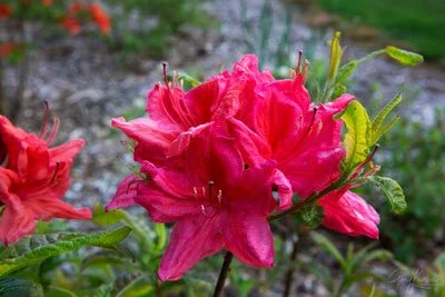 Azalea In Red