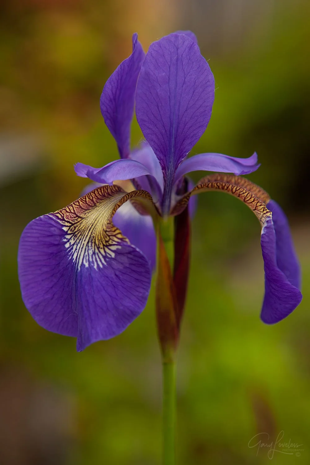 First Bloom