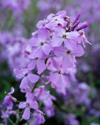Small Beauties