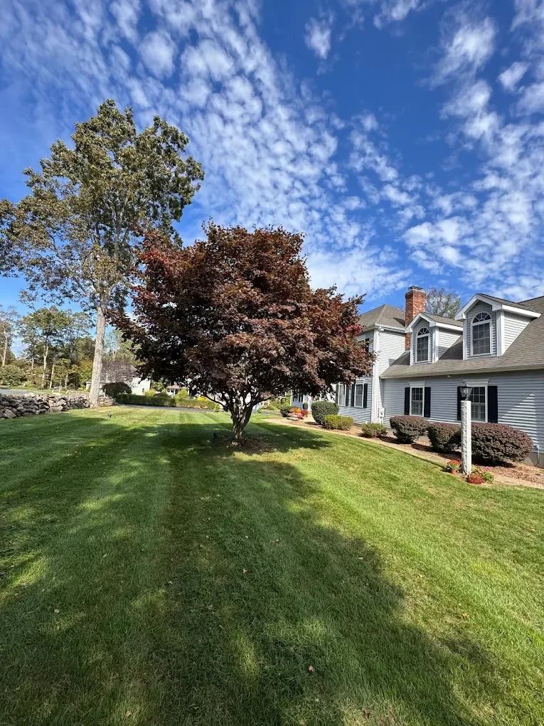 Freshly mowed residential lawn in New Haven with clean mowing stripes, mature trees, and pristine curb appeal on a sunny day.