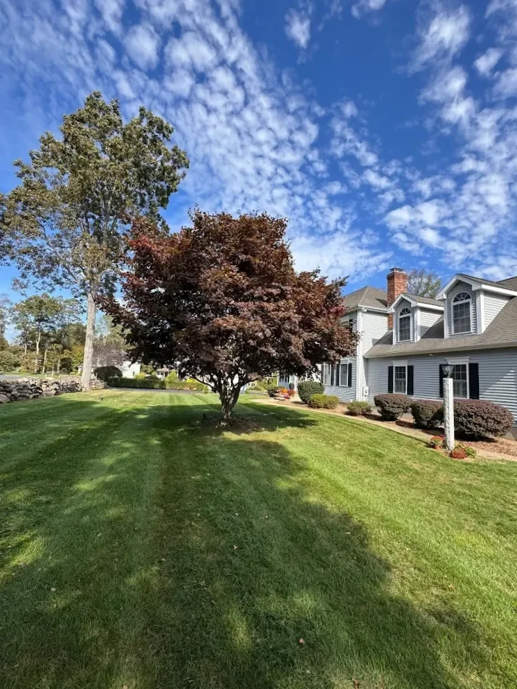 Professionally maintained commercial lawn with healthy green grass and mature landscaping in New Haven County Connecticut