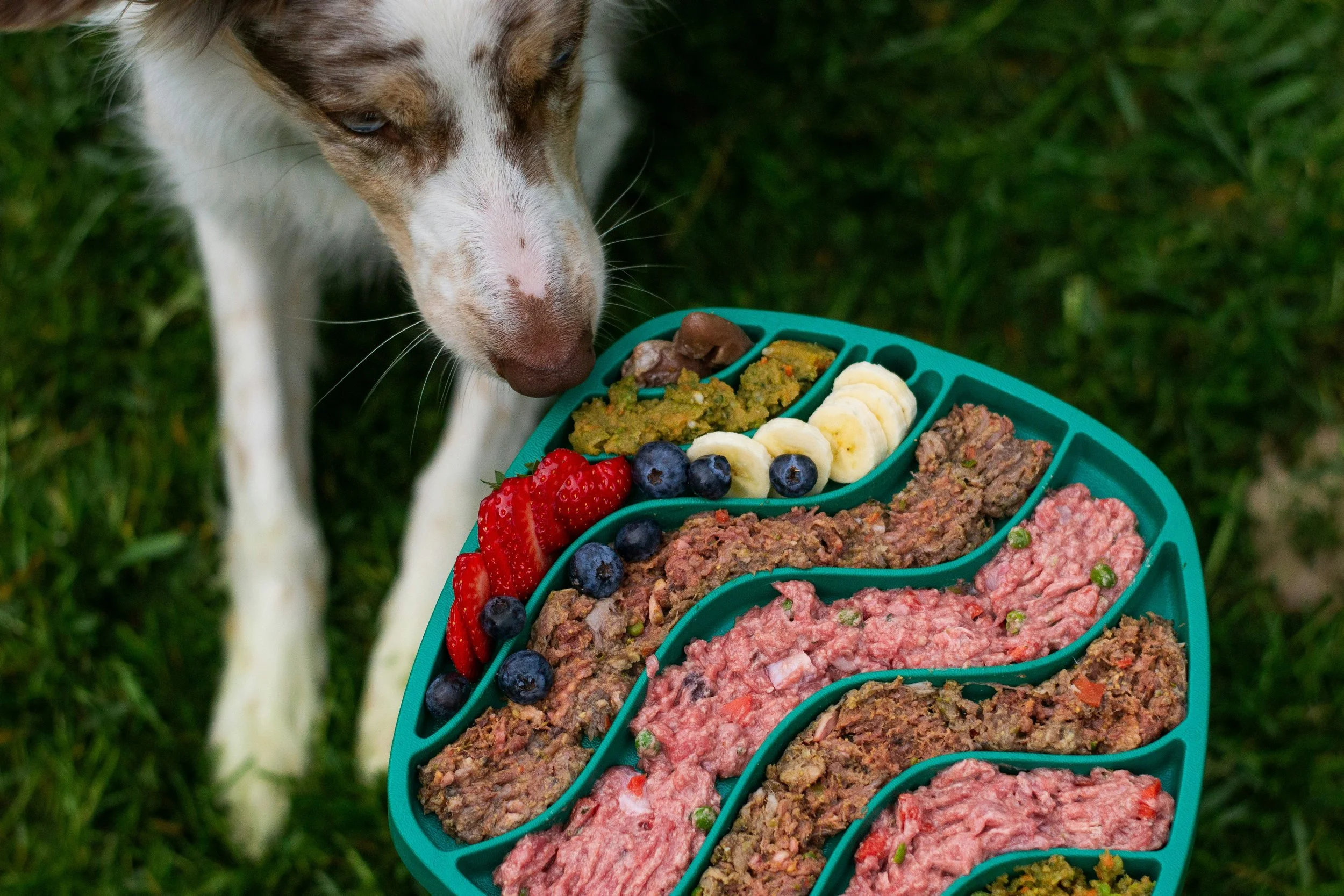 Dog sniffing a divided blue pet food tray with strawberries, blueberries, sliced banana, and various types of raw meat and pet food on grass.