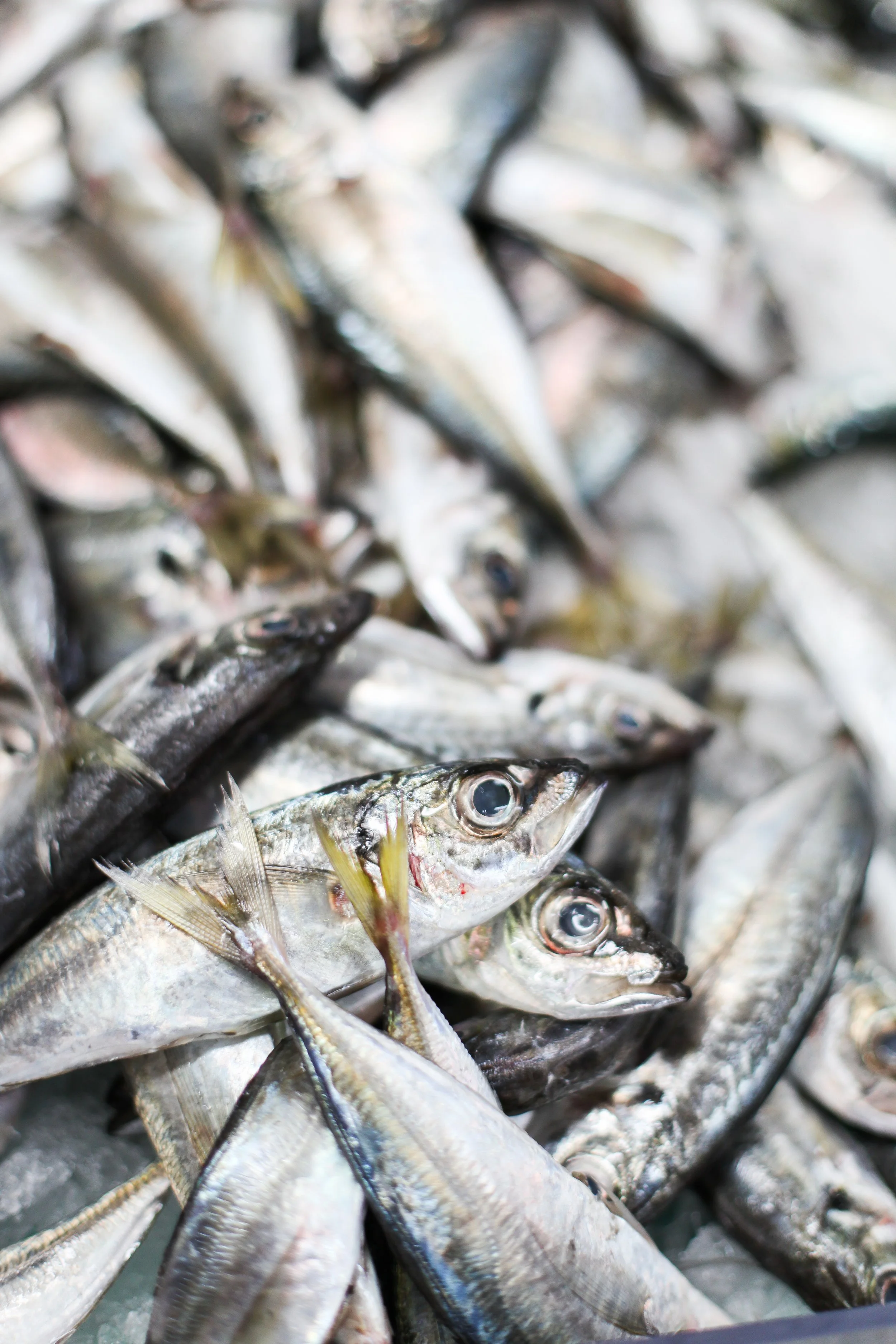 Close-up of a pile of fresh, whole fish with shiny, silver scales and large eyes, on a bed of ice.