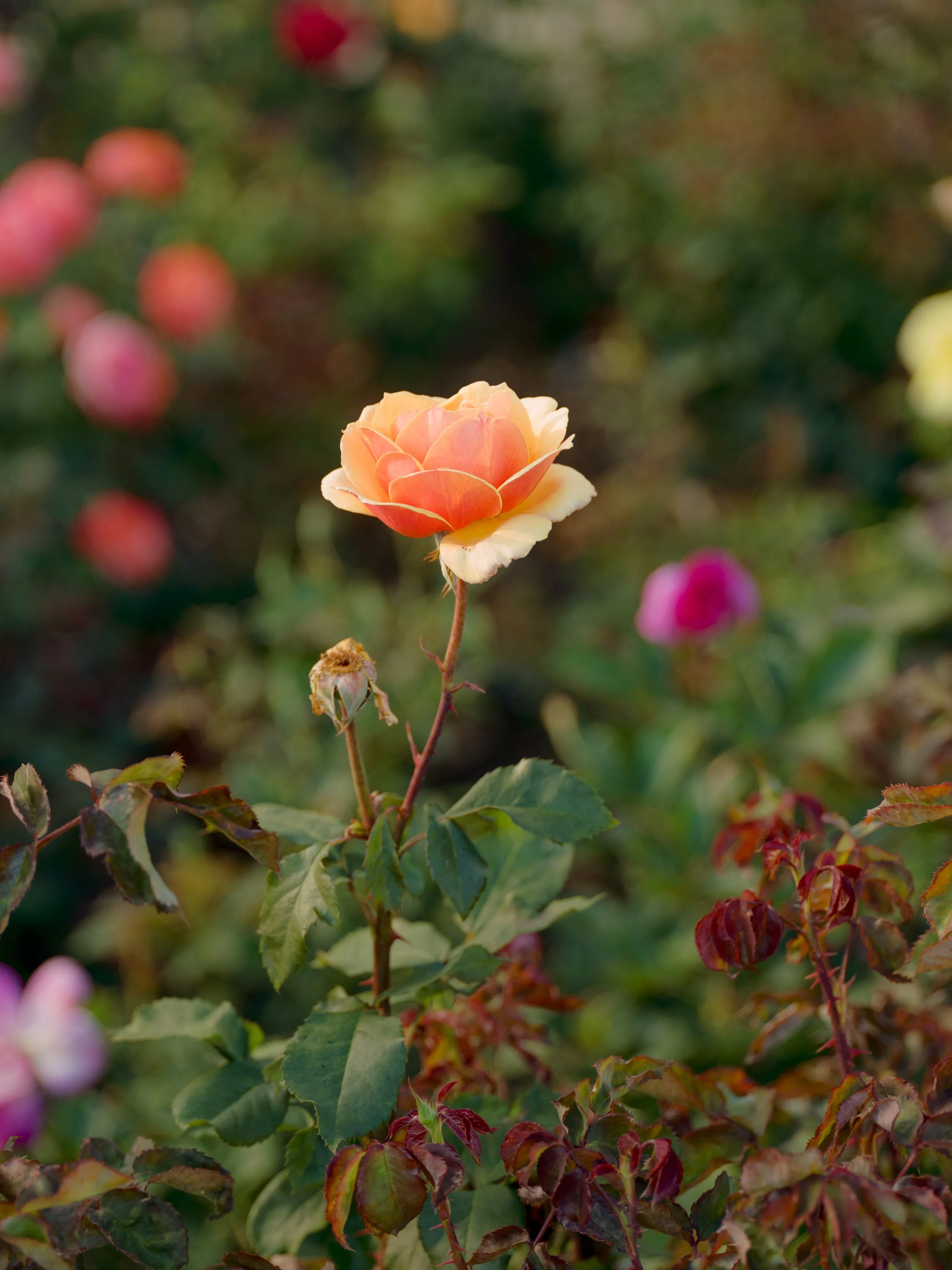 DSCF2839.JPG