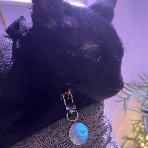Black cat wearing gothic silver dog tag