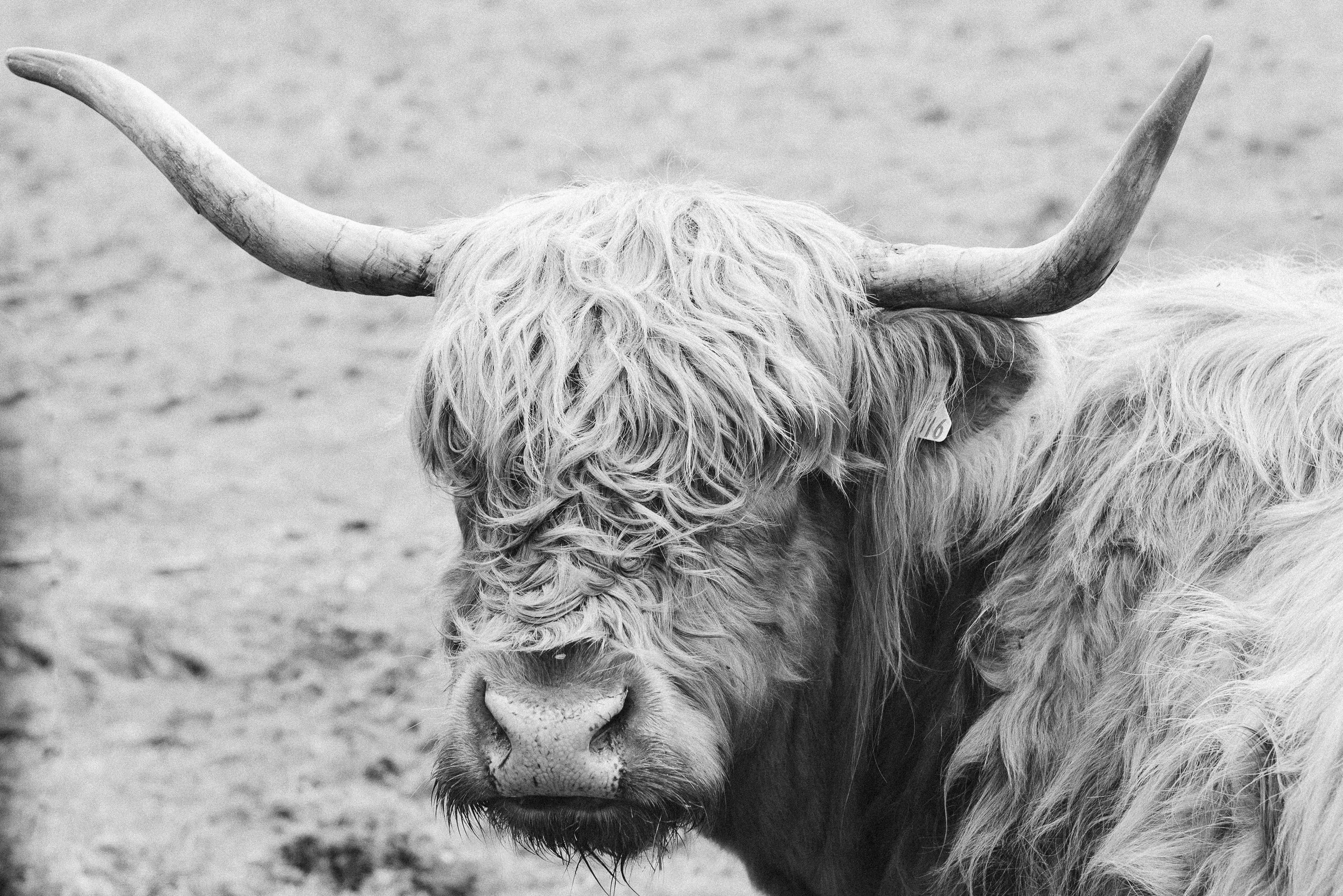 shanstrongphotography-2 (1).jpg