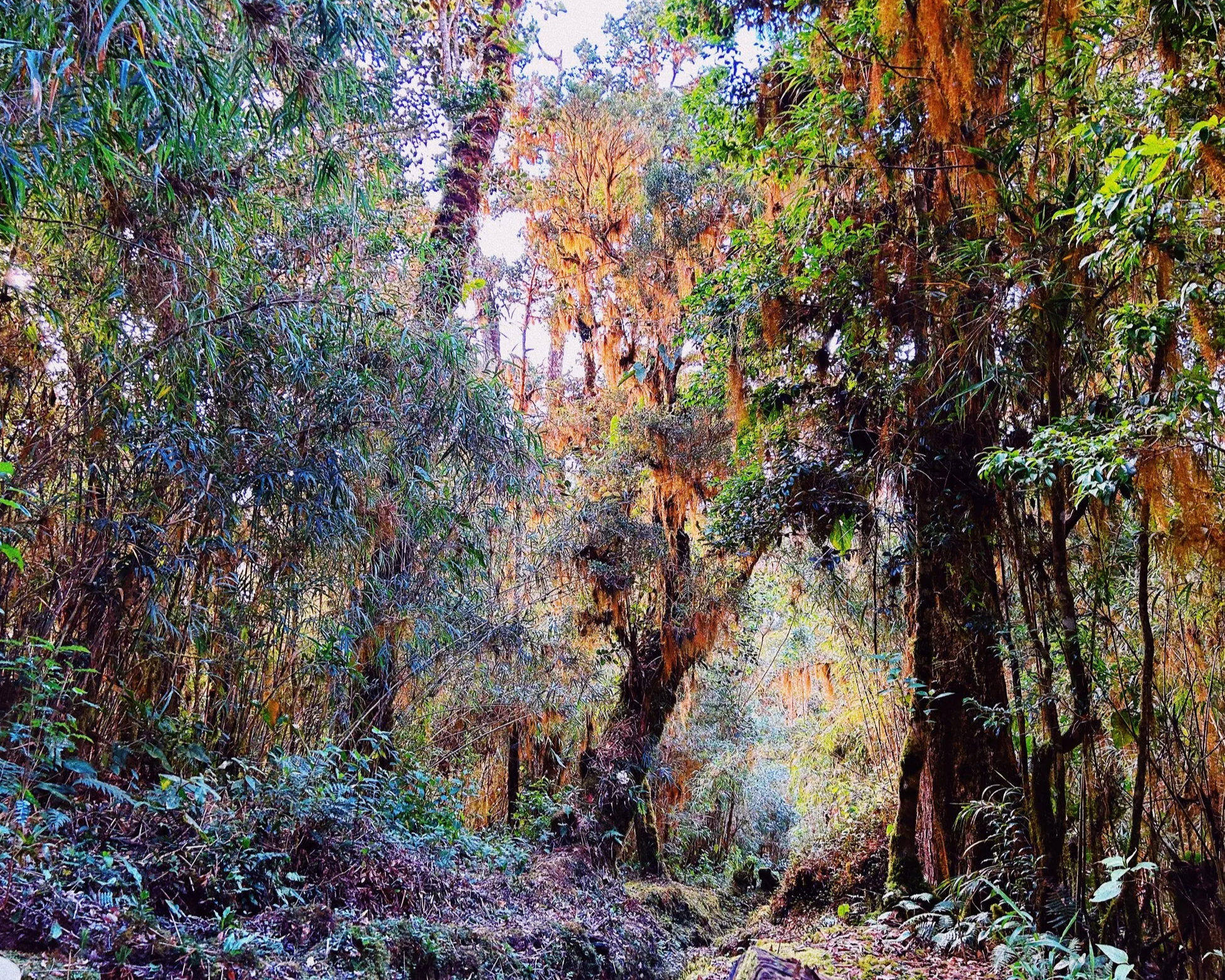 IMG_4118_VSCO.png