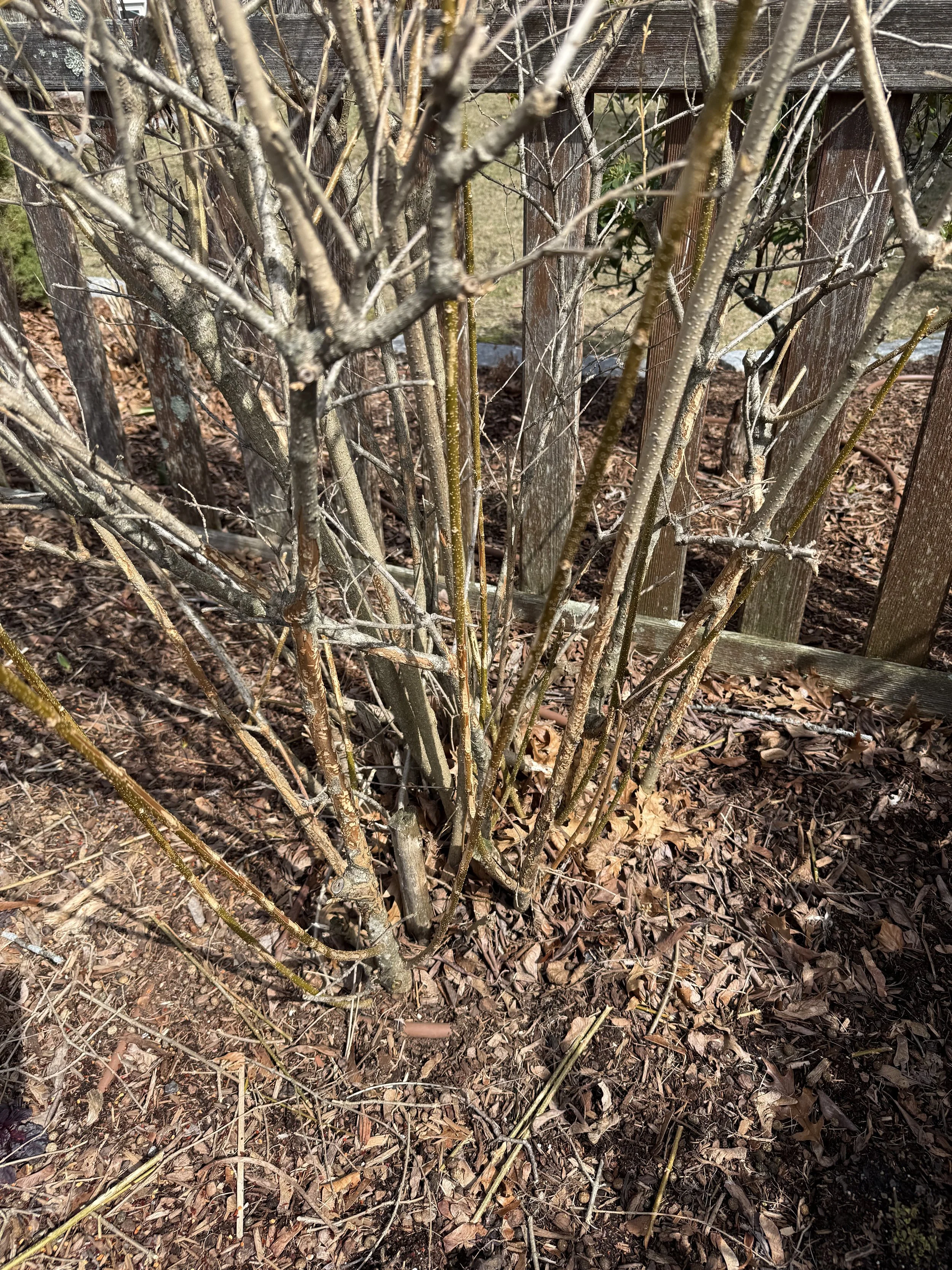 recoverable rabbit damage