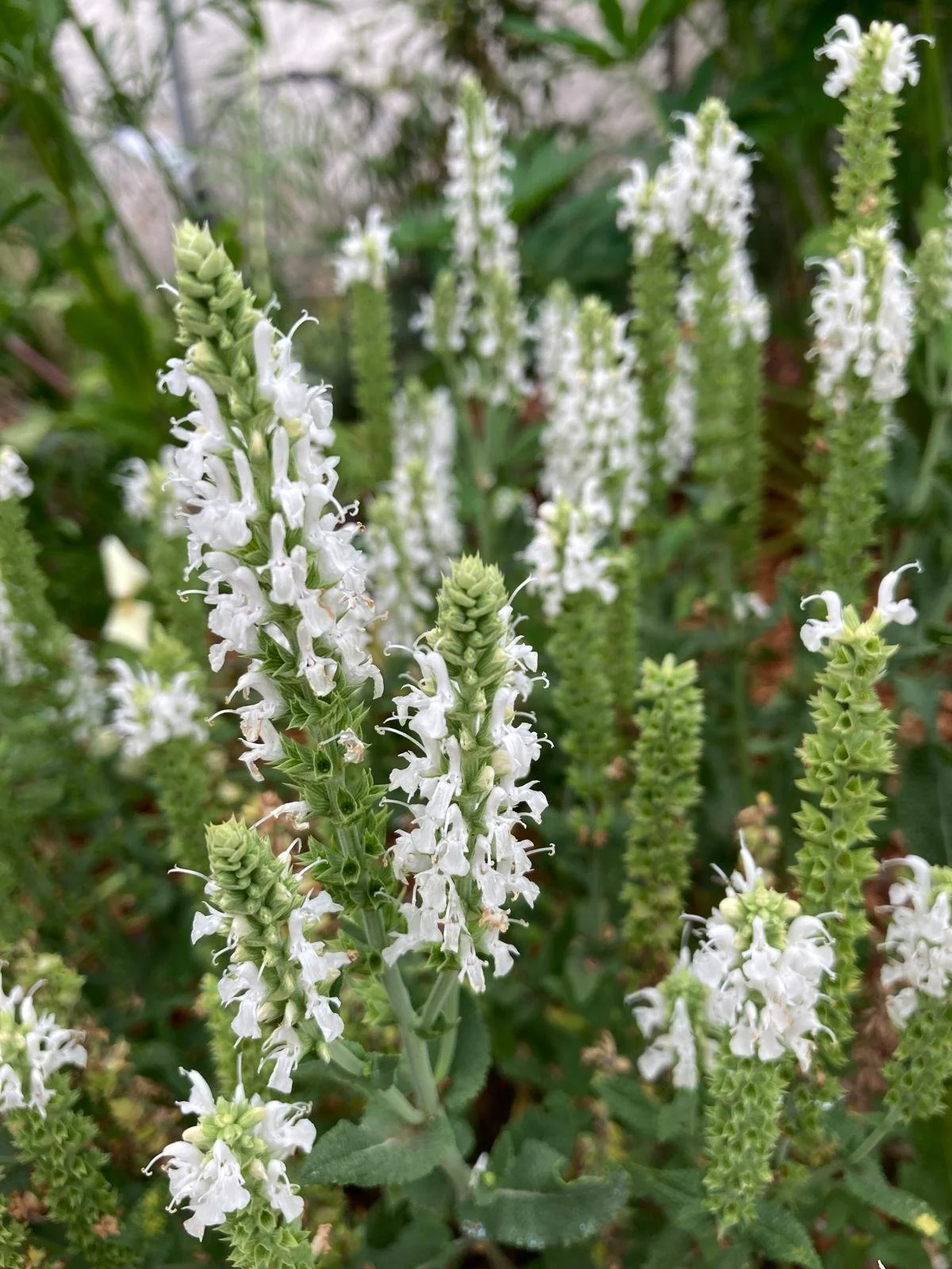 Salvia snow hills.jpeg