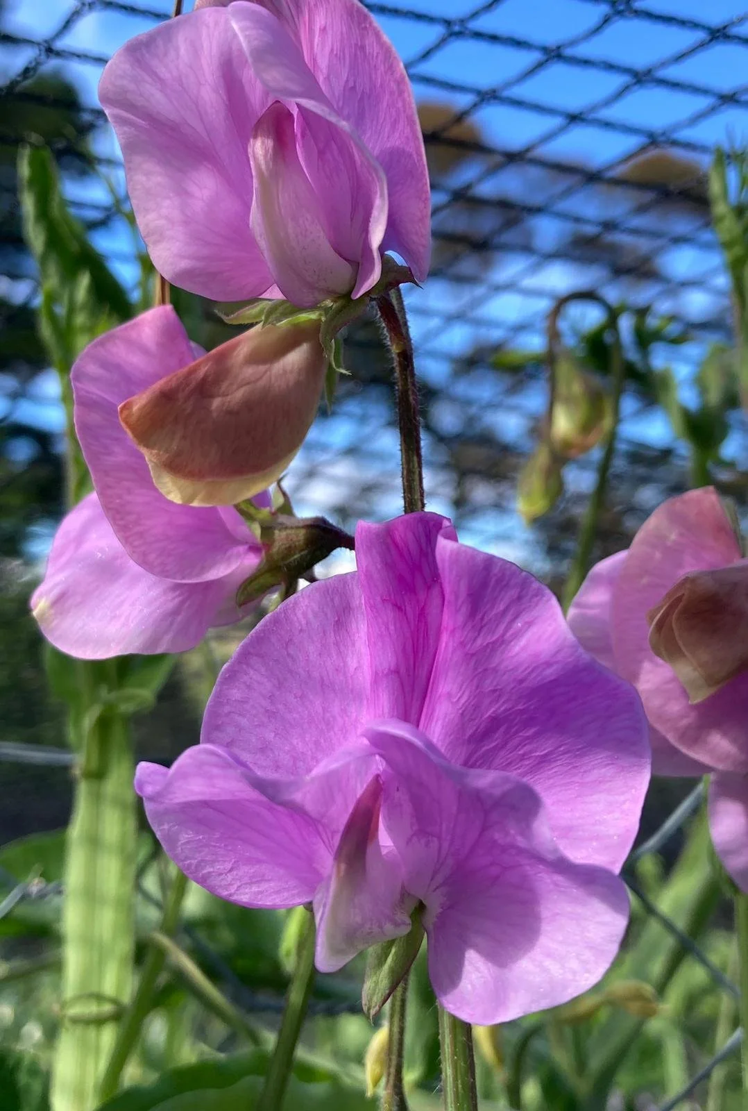 Semi Grandiflora 'Chrissie'