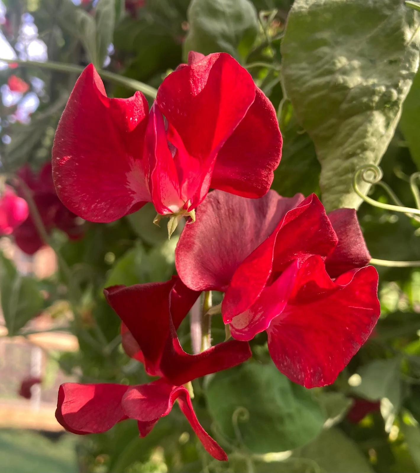 Spencer 'Ruby Charm'